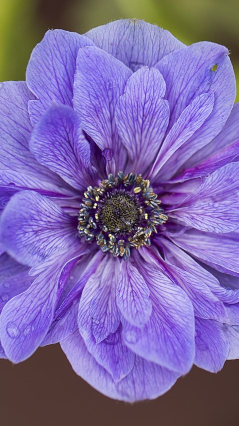 Download wallpaper 2160x3840 windflowers, petals, flower, drops, water samsung galaxy s4, s5, note, sony xperia z, z1, z2, z3, htc one, lenovo vibe hd background