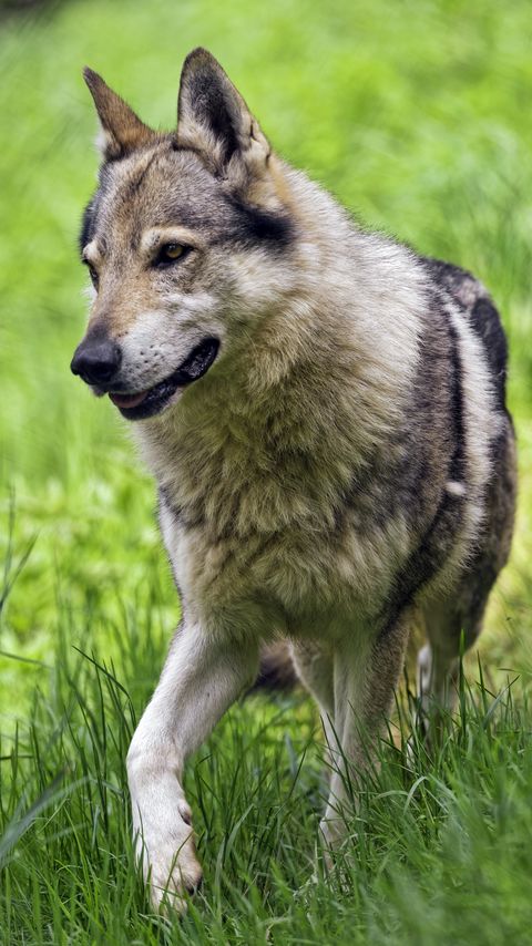 Download wallpaper 2160x3840 wolf, paw, predator, animal, grass samsung galaxy s4, s5, note, sony xperia z, z1, z2, z3, htc one, lenovo vibe hd background