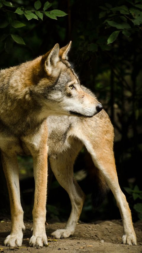 Download wallpaper 2160x3840 wolf, pose, predator, animal samsung galaxy s4, s5, note, sony xperia z, z1, z2, z3, htc one, lenovo vibe hd background