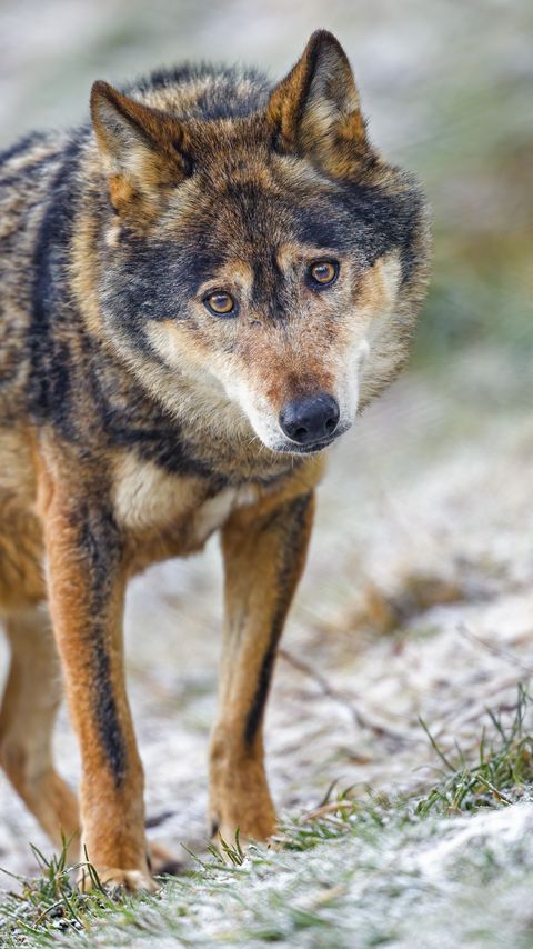 Download wallpaper 2160x3840 wolf, predator, eyes, wildlife, animal samsung galaxy s4, s5, note, sony xperia z, z1, z2, z3, htc one, lenovo vibe hd background