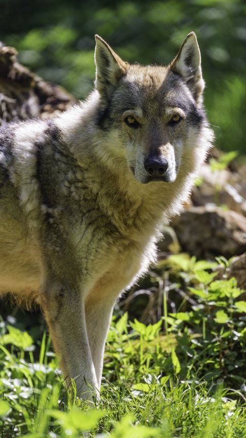 Download wallpaper 2160x3840 wolfdog, predator, wildlife samsung galaxy s4, s5, note, sony xperia z, z1, z2, z3, htc one, lenovo vibe hd background
