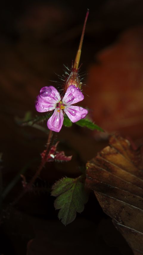 Download wallpaper 2160x3840 woodland geranium, flower, petals, drops, macro samsung galaxy s4, s5, note, sony xperia z, z1, z2, z3, htc one, lenovo vibe hd background