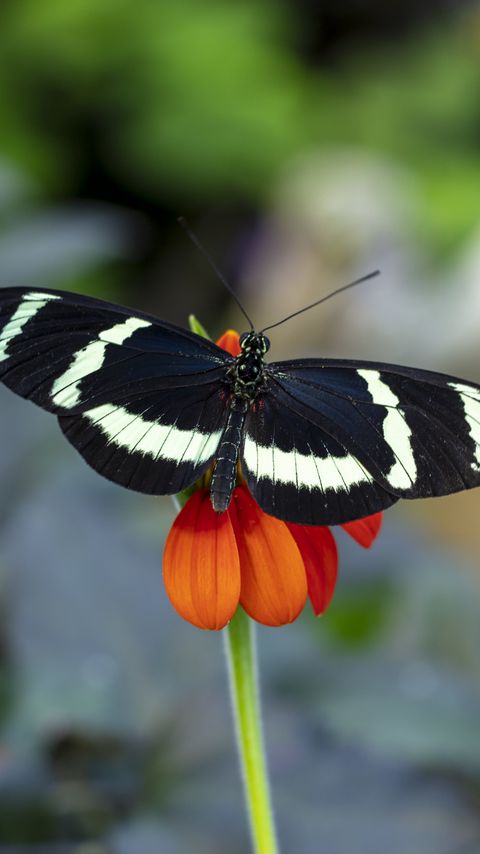 Download wallpaper 2160x3840 zebra heliconian, butterfly, flower, petals, macro samsung galaxy s4, s5, note, sony xperia z, z1, z2, z3, htc one, lenovo vibe hd background